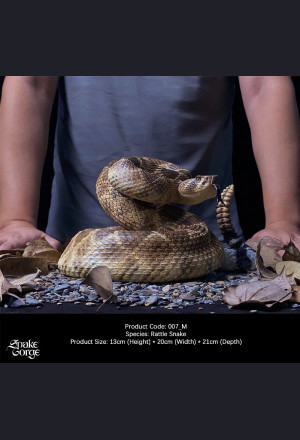 Snake Gorge - Crotalus atrox – Rattle Snake