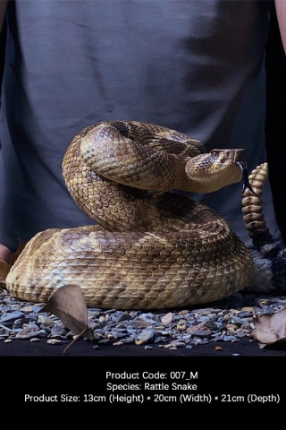 Snake Gorge - Crotalus atrox – Rattle Snake