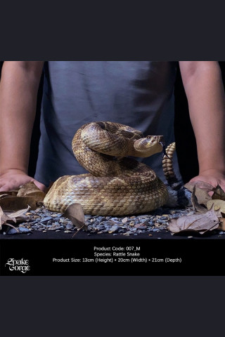 Snake Gorge - Crotalus atrox – Rattle Snake