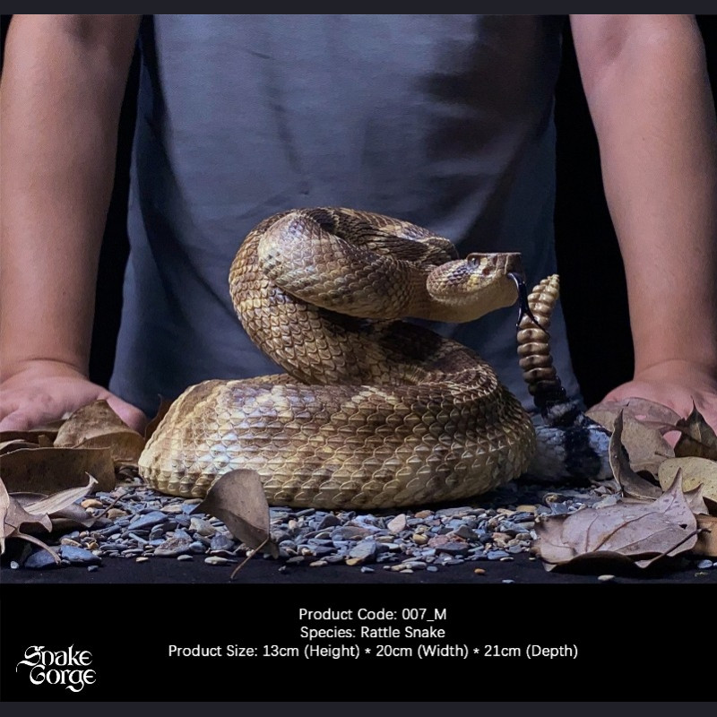 Snake Gorge - Crotalus atrox – Rattle Snake
