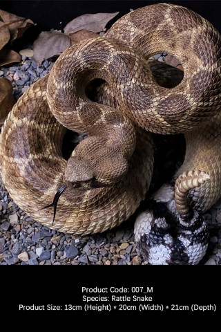Snake Gorge - Crotalus atrox – Rattle Snake