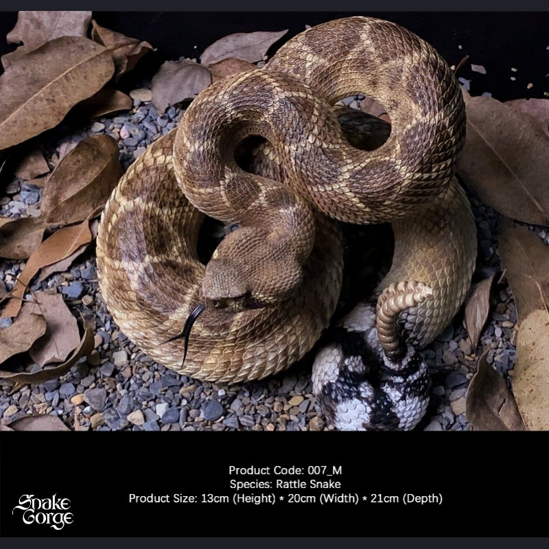 Snake Gorge - Crotalus atrox – Rattle Snake