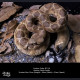 Snake Gorge - Crotalus atrox – Rattle Snake