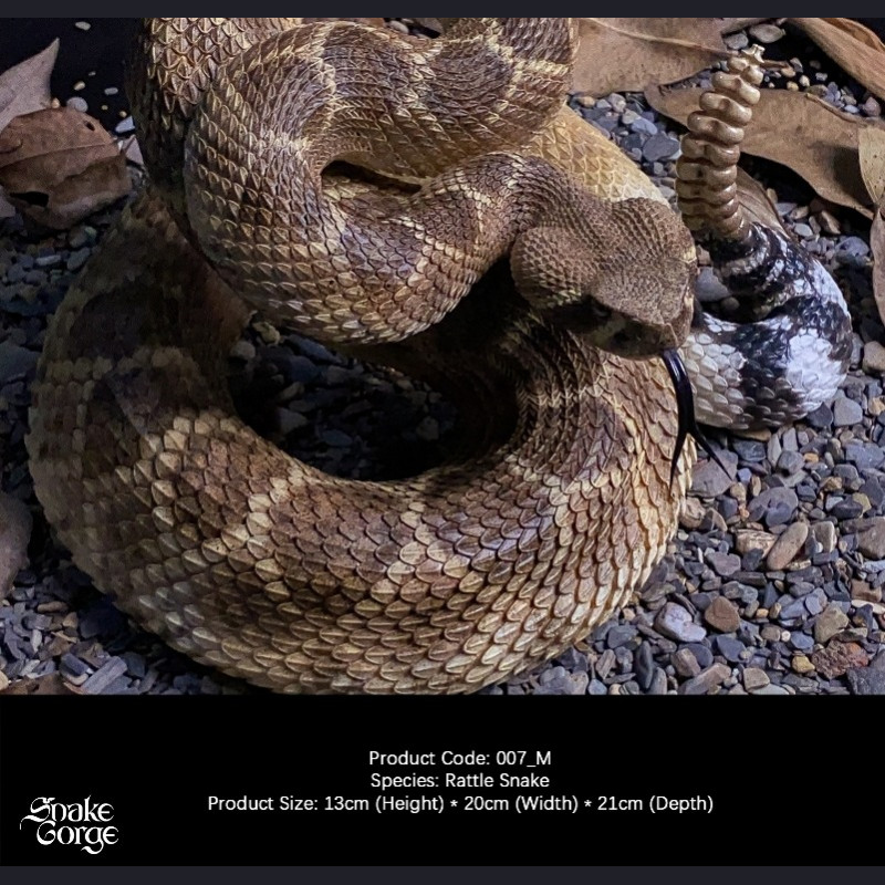 Snake Gorge - Crotalus atrox – Rattle Snake