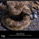 Snake Gorge - Crotalus atrox – Rattle Snake