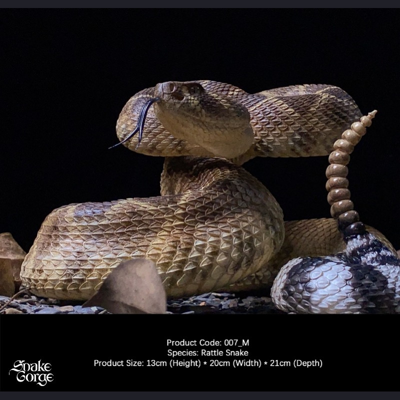 Snake Gorge - Crotalus atrox – Rattle Snake
