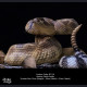 Snake Gorge - Crotalus atrox – Rattle Snake
