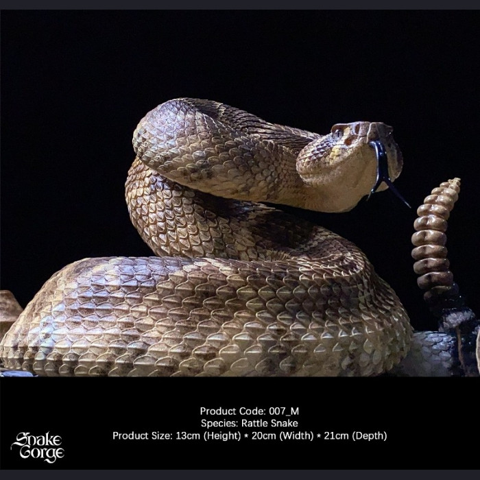 Snake Gorge - Crotalus atrox – Rattle Snake