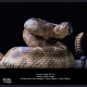 Snake Gorge - Crotalus atrox – Rattle Snake