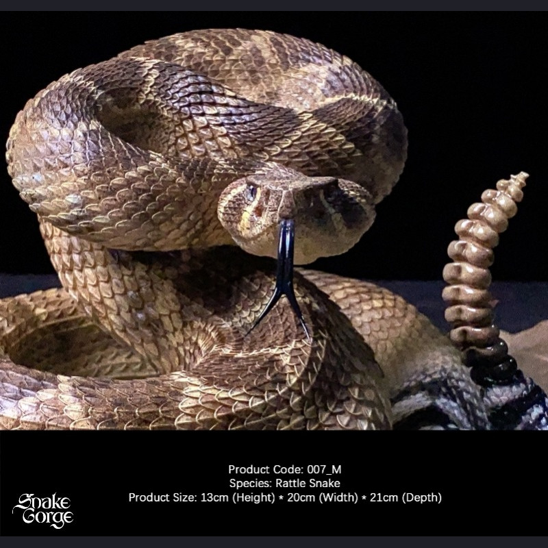 Snake Gorge - Crotalus atrox – Rattle Snake