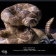 Snake Gorge - Crotalus atrox – Rattle Snake