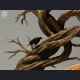 Bard Studio - Miquella (Child Form) - Elden Ring