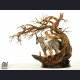 Bard Studio - Miquella (Child Form) - Elden Ring