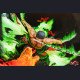 ANIKINGDOM × JIMEI PALACE - Roronoa Zoro vs King - One Piece