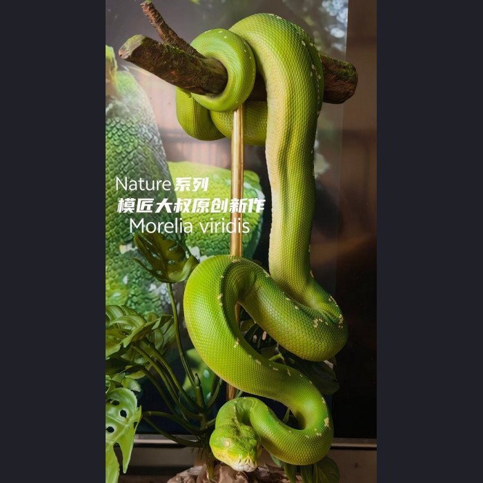 Mojiang Uncle Studio - Green Tree Python - Nature Series Vol.1 Green Tree Python
