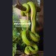 Mojiang Uncle Studio - Green Tree Python - Nature Series Vol.1 Green Tree Python
